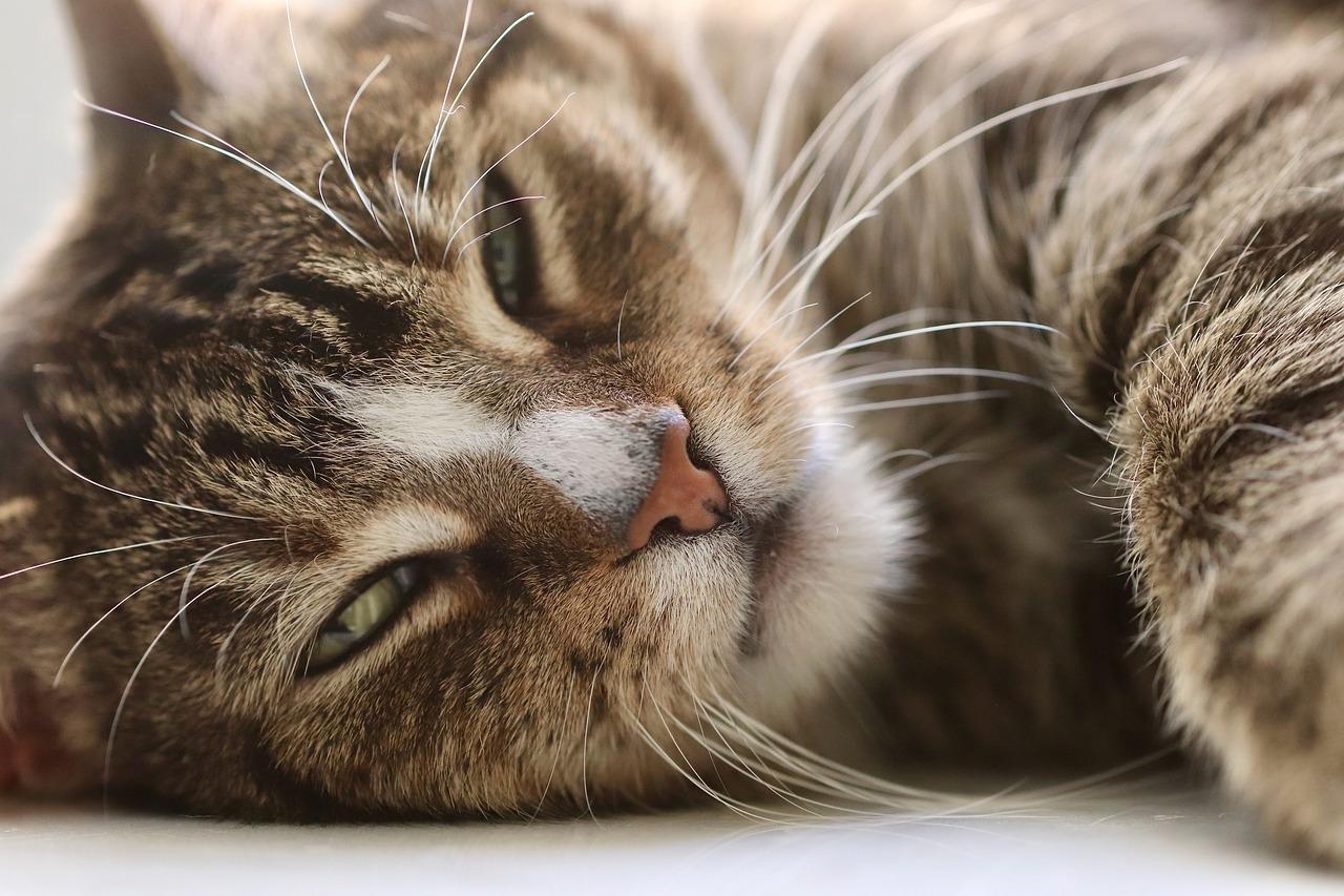 Cat 4864605 1280