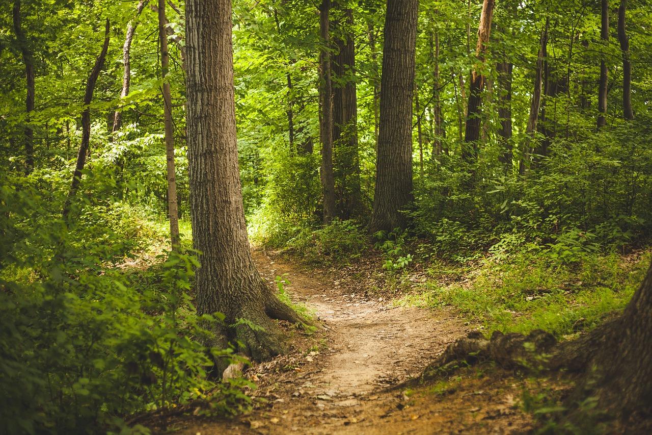 Forest 1868028 1280